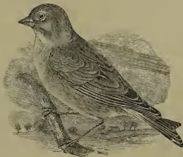A detailed black and white illustration of a Linnet (Acanthis cannabina) bird, shown in profile facing left. The bird has a small, pointed beak, a dark cap on its head, and a lighter-colored throat and breast. Its wings and back are dark with fine barring, and its tail is long and pointed. It is standing on a small, textured ground surface.