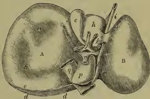 Anatomical illustration of the liver, showing the right lobe (A) and left lobe (B). Various structures are labeled: 'a' for depression for colon, 'b' for depression for right kidney and capsule, 'cc' for coronary ligament, 'dd' for surface uncovered by peritoneum, 'e' for gall-bladder, 'ff' for fissure for gall-bladder, 'gg' for transverse fissure, 'h' for lobulus quadratus, 'i' for umbilical vein, 'j' for hepatic duct, 'k' for hepatic artery, 'l' for ductus venosus, 'm' for fissure for ductus venosus, 'n' for vena portæ, 'o' for lobulus caudatus, 'p' for lobulus Spigelii, 'q' for inferior vena cava, 'r' for fissure for inferior vena cava, and 'ss' for longitudinal fissure.