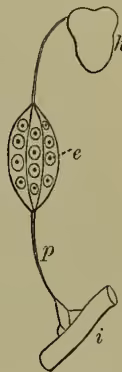 Diagram of the liver showing its internal structure. It depicts the liver cells (e) containing blood (i), which then passes through a portal vein (p) to the intestines (h).