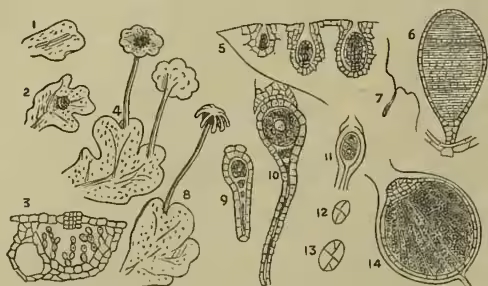 A scientific illustration showing the life-history of Liverwort (Marchantia polymorpha). It includes 14 numbered diagrams: 1 and 2 show developing thalli; 3 is a section across the thallus showing a chimney-shaped stoma and green cells; 4 shows male hats; 5 shows the development of antheridia; 6 shows an antheridium nearly ripe; 7 shows an antherozoid; 8 shows a female hat; 9 and 10 show archegonia before fertilisation; 11, 12, and 13 show fertilised eggs dividing; 14 shows an immature sporogonium containing spores and elaters.