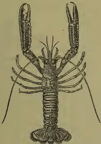 A detailed black and white illustration of a Norway Lobster (Nephrops norvegicus) from a dorsal perspective. The lobster has a segmented body, large claws, and several pairs of legs. Its antennae are long and thin, extending forward from the head.