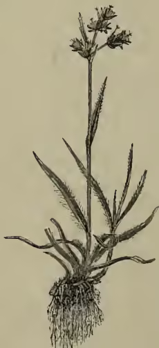 A detailed botanical illustration of a field-rush (Luzula campestris). The plant is shown with a dense, fibrous root system at the base. A single, upright, slender stem rises from the roots, bearing several small, narrow, lanceolate leaves at its base. At the top of the stem, there is a terminal spike-like inflorescence with several small, dark, pointed flowers or seed heads.