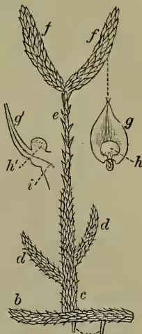 A detailed botanical illustration of a club-moss (Lycopodium clavatum). The main drawing shows a vertical stem with several pairs of small, lanceolate leaves. At the top, there are two spore-bearing branches (labeled 'f'). A single spore (labeled 'g') is shown in a section of a leaf. A sporangium (labeled 'h') is shown in a section of a leaf. A vein of a spiral vessel (labeled 'i') is shown in a section of a leaf. The stem is shown with roots (labeled 'a') and a creeping stem (labeled 'b'). The upright stem (labeled 'c') has vegetative branches (labeled 'd') and a stalk bearing the sporangiferous branches (labeled 'e').