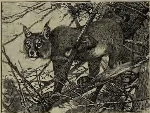 A detailed black and white illustration of a European Lynx (Lynx virgatus) in its natural habitat. The lynx is shown in profile, facing left, with its head slightly turned towards the viewer. It has a long, bushy tail and large, pointed ears. Its fur is depicted with fine lines and shading to show texture. The background consists of dense, tangled branches and foliage, suggesting a wooded or brushy environment.