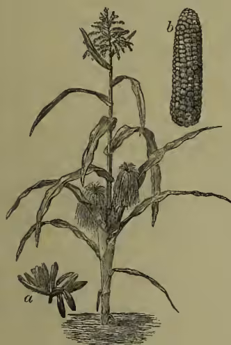 A botanical illustration of a maize plant (Zea mays). The main drawing shows the plant with its characteristic long, narrow leaves and a central stalk topped with a tassel of stamens. A large, mature ear of corn is shown growing from the stalk. To the left of the main plant, there is a smaller, detailed drawing of a single flower, labeled 'a'. To the right, there is a detailed drawing of a single ear of corn, labeled 'b'.
