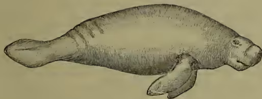 A detailed black and white illustration of a manatee, showing its large, rounded body, small eyes, and a prominent, rounded knob on its upper lip. The manatee is depicted in a side profile, facing right.