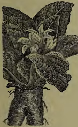 A detailed botanical illustration of a Mandrake (Mandragora officinalis) plant. The illustration shows a large, thick, and somewhat gnarled taproot that resembles a human figure with two heads and two arms. From the top of the root, several large, deeply lobed leaves emerge, and a cluster of small, white flowers is visible at the very top. The roots are shown extending into the soil.