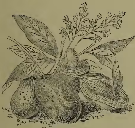 A detailed botanical illustration of a Common Mango (Mangifera indica). The drawing shows a cluster of large, oval-shaped fruits with a textured, speckled surface. Above the fruits, a branch with several large, ovate leaves and a cluster of small, delicate flowers is depicted. The illustration is rendered in a fine-line, engraved style.