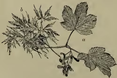 Figure 1: Botanical illustration of two maple species. Part 'a' shows a branch of the Common Maple (Acer campestre) with palmately lobed leaves and a terminal raceme of small flowers. Part 'b' shows a branch of the Japan Maple (Acer palmatum) with more finely divided, feathery leaves.