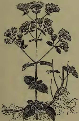 A detailed botanical illustration of Common Marjoram (Origanum vulgare). The drawing shows the entire plant, including its root system, which is fibrous and spreads out. The leaves are opposite, ovate-lanceolate, and have serrated margins. The stems are upright and branched, bearing small, opposite leaves. At the top of the stems are several large, terminal, whorled clusters of small, tubular flowers. The illustration is rendered in a fine-line, engraved style typical of 19th-century botanical texts.