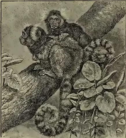 An illustration of a Marmoset (Hapale jacchus) perched on a tree branch, surrounded by foliage.