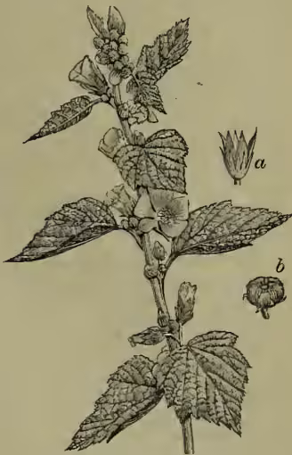 Botanical illustration of the Common Marsh-mallow (Althaea officinalis). The main drawing shows a flowering branch with large, serrated leaves and clusters of flowers. To the right, there are two smaller, detailed drawings: 'a' shows a single flower, and 'b' shows a fruit (achenium).