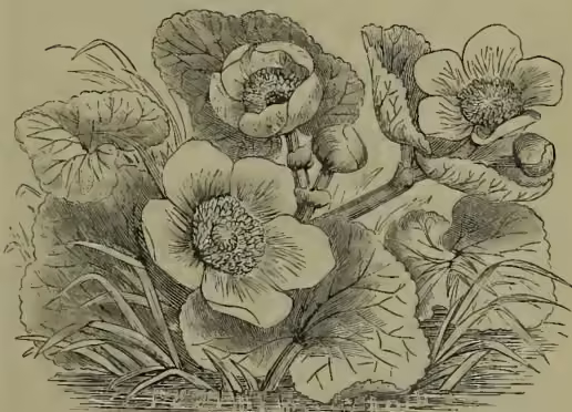 Botanical illustration of Marsh-marigold (Caltha palustris). The drawing shows several large, broad, kidney-shaped leaves with prominent veins. In the center, there are several large, open flowers with five petals and a central cluster of stamens. Some unopened flower buds are also visible.