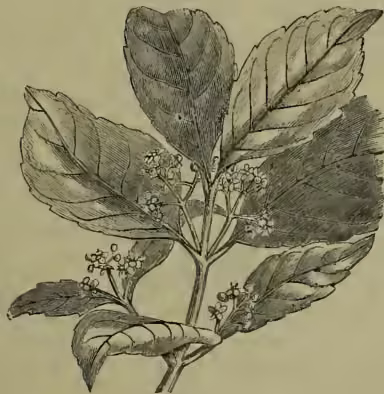 A detailed botanical illustration of a branch of Ilex Paraguayensis. The branch features several large, ovate leaves with prominent veins and serrated margins. Small clusters of tiny, white flowers are visible at the tips of the branches and in the leaf axils.
