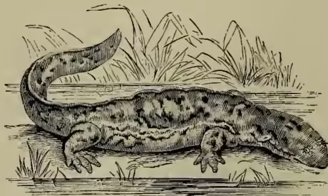 A detailed black and white illustration of a Menopome (Hell-bender) salamander. The creature is shown in profile, facing right, with its long, thick body and a long, tapering tail. It has four well-developed limbs and a persistent gill-aperture. The illustration is set against a background of stylized reeds or grass.