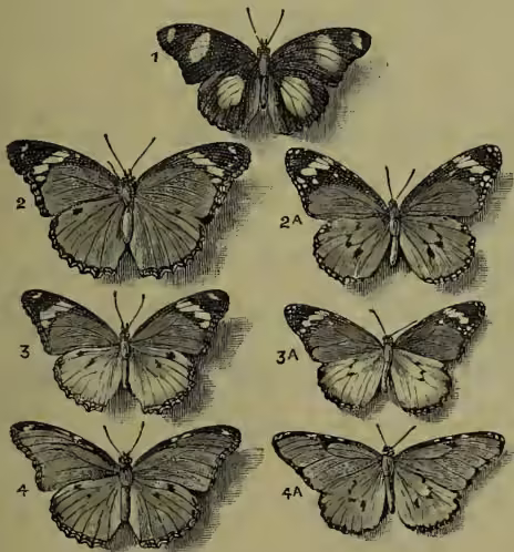 Figure 1: A plate of eight detailed line drawings of butterflies, labeled 1 through 4 and 2A, 3A, 4A. Figure 1 is at the top center. Figures 2 and 2A are in the middle row, with 2A to the right of 2. Figures 3 and 3A are in the lower middle row, with 3A to the right of 3. Figures 4 and 4A are at the bottom, with 4A to the right of 4. The drawings show the wing patterns, including spots and tails on the hindwings.