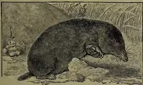 Illustration of a Common Mole (Talpa europæa) in its natural habitat, showing its dark, cylindrical body and pointed snout.