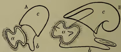 Figure 2: Two diagrams of a 'Veliger' larva of a Gasteropod. Diagram A (left) shows an earlier stage with a small, rounded velum (a) and a simple foot (b). Diagram B (right) shows a later stage with a more complex, elongated velum (a), a larger and more complex foot (b), and a more developed visceral dome (c).