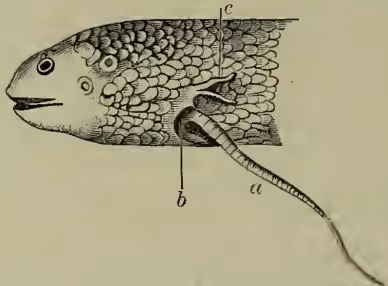 A detailed scientific illustration of the head and upper body of a Protopterus fish. The fish is shown in profile, facing left. It has a large, rounded head with a prominent eye and a small mouth. The body is covered in scales. A long, thin, segmented tail extends from the back. Three labels are present: 'a' points to the fore-limb, 'b' points to the entrance to the gill-cavity, and 'c' points to the external gills.
