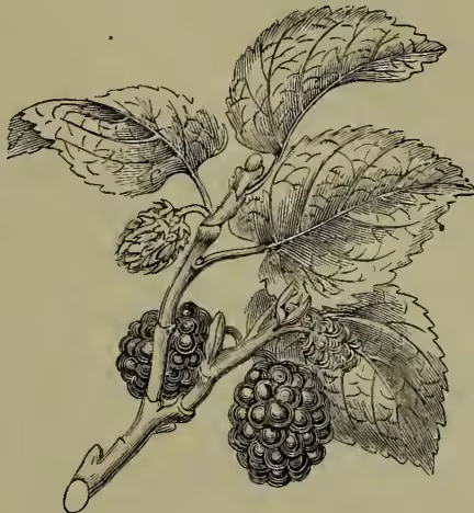 A detailed botanical illustration of a Common Mulberry (Morus nigra) branch. The branch features several large, heart-shaped leaves with prominent, irregular serrations along the margins. At the tips of the branches are clusters of small, developing flower buds. Below the leaves, there are several clusters of mature mulberry fruits, which are dark, bumpy, and composed of many small drupelets.