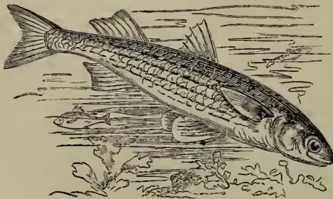A detailed black and white illustration of a Common Gray Mullet (Mugil capito) swimming in water. The fish is shown in profile, facing right, with its mouth slightly open. It has a long, slender body with a series of dark, horizontal stripes along its side. The fins are clearly defined, and the tail is forked. The background consists of simple horizontal lines representing water.