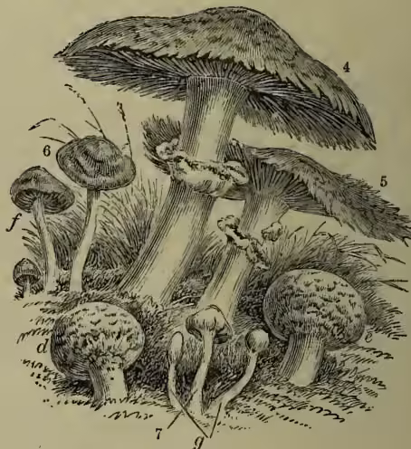 Figure 2: A detailed botanical illustration of four mushroom species. 4. St George's Agaric (Agaricus georgii) is a large mushroom with a broad, slightly convex cap and a thick, hollow stem. 5. Common Mushroom (A. campestris) is a smaller, younger specimen with a more rounded cap. 6. Fairy-ring Mushroom (A. oryzae) is also shown as a smaller, younger specimen with a distinct cap and stem. 7. Clavaria phalloides is a small, club-shaped mushroom. The mushrooms are depicted growing in a grassy field with small insects nearby.