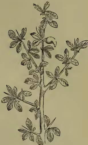 A botanical illustration of a Myrrh (Balsamodendron myrrha) branch. The branch is woody and has several small, opposite, ovate leaflets with serrated margins. At the top of the branch, there is a small, rounded, spiny fruit. The illustration is a detailed line drawing showing the texture of the bark and the arrangement of the leaves.