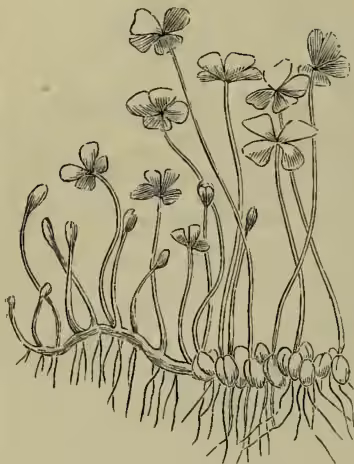 A detailed botanical illustration of Marsilea macropus (Nardoo). The drawing shows the plant's root system, which consists of a horizontal rhizome with numerous small, oval, flattened spore-cases (sori) attached. Several upright, slender stems emerge from the rhizome, each bearing four large, rounded, clover-like leaflets at the top. The leaves are shown in various stages of development, from small buds to fully opened leaves.