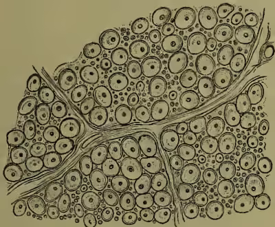 Fig. 4. A cross-section of a nerve showing a dense arrangement of nerve cells and their processes, enclosed by a continuous investment, the primitive sheath.