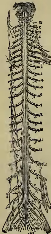 Diagrammatic representation of the spinal cord and its associated nerves, showing the cervical, dorsal, lumbar, and sacral regions with numbered labels.