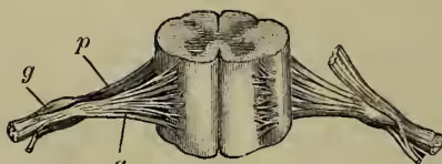 Diagram of a spinal nerve showing its anterior (a) and posterior (p) roots, and a sympathetic ganglion (g).