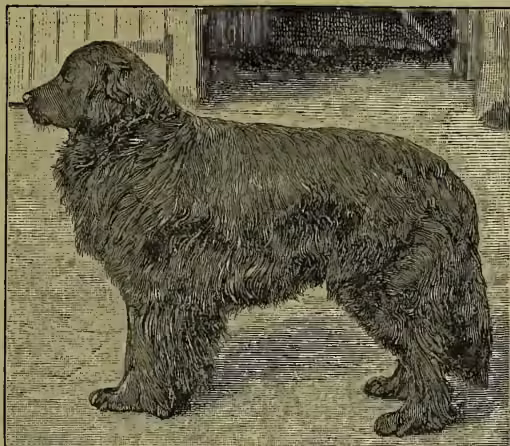 A detailed black and white illustration of a Newfoundland dog, shown in profile facing left. The dog has a thick, shaggy coat and a large, rounded head. It is standing on a light-colored surface, possibly a floor or ground, with a dark background.