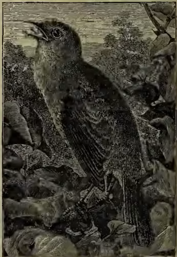 A detailed black and white illustration of a Common Nightingale (Daulias luscinia) perched on a branch. The bird is shown in profile, facing left, with its head slightly turned towards the viewer. It has a dark, mottled plumage with lighter patches on its breast and throat. Its beak is open, showing a dark interior. The background is a soft-focus depiction of foliage and branches.