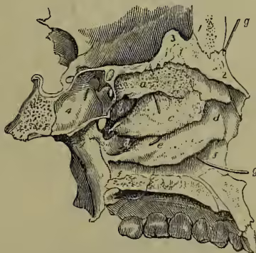 A detailed anatomical illustration of a longitudinal section of the left side of the human nasal fossa. The central septum is removed to reveal the internal structures. The illustration shows the frontal bone (1) at the top, the nasal bone (2) below it, and the ethmoid bone (3) forming the central wall. The superior meatus (b) is bounded by the superior turbinated bone (a), and the middle meatus (dd) is bounded by the middle turbinated bone (c). The inferior meatus (ff) is bounded by the inferior turbinated bone (e). A probe (gg) is shown passing into the nasal duct. The illustration is a black and white line drawing with fine hatching for shading.