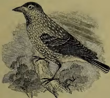 A detailed black and white illustration of a Nut-cracker bird (Nucifraga caryocatactes) perched on a branch. The bird has a dark, speckled plumage on its back and wings, with a lighter, more uniform color on its head and breast. It has a short, straight, conical bill and is shown in profile, facing left.
