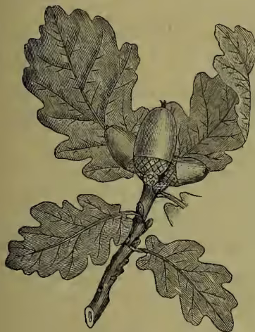 A detailed botanical illustration of a branch from a sessile-fruited oak (Quercus robur sessiliflora). The branch features several large, lobed leaves with prominent veins and a cluster of acorns at the tip. The acorns are shown in various stages of development, with some still in their cupules and others more mature and detached.
