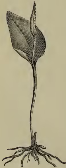 An illustration of a small fern plant, showing its root system and a single, large, heart-shaped leaf.