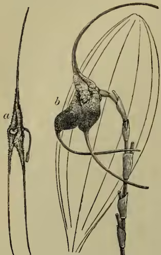 Figure 2: Botanical illustrations of orchids. (a) shows a close-up of a flower part, likely a lip or spur, of Masdevallia chimæra. (b) shows a more complete view of a flower, likely M. Schlunii, with its characteristic shape and structure.