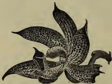 Figure 3: A detailed botanical illustration of a Mormodes Ocannæ flower, showing its complex structure with multiple petals and a prominent, patterned lip.