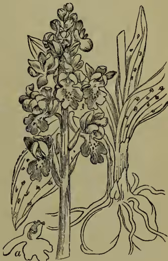 A detailed botanical illustration of an orchid plant, specifically Orchis mascula. It shows a tall, upright stem with several large, lanceolate leaves at the base. The stem is covered with numerous small, tubular flowers. A small, separate drawing of a flower part, labeled 'a', is shown at the bottom left, representing the lip of the perianth. The drawing is done in a fine-line, engraved style.