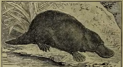A detailed black and white illustration of a duckmole (Ornithorhynchus paradoxus) in its natural habitat. The animal is shown from a side profile, facing right. It has a very short, flat body with a long, pointed snout (bill) that is slightly flattened at the tip. Its front legs are visible, showing webbed feet. The animal is positioned on a patch of ground with some sparse vegetation and a small rock or mound in the background. The illustration is rendered in a fine-line, engraved style.