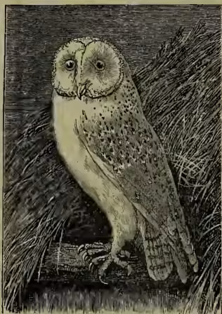 A detailed black and white illustration of a Barn-owl (Strix flammea) standing on a branch. The owl has a large, heart-shaped white face disc, a small ear, and a long, pointed beak. Its plumage is light-colored with dark, mottled spots on its back and wings. The background is a simple, textured representation of foliage.