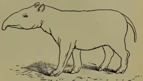 A detailed line drawing of Palæotherium magnum, a prehistoric animal resembling a tapir or elephant. It has a long, pointed snout, a small eye, and a short tail. Its body is robust, with a visible hump on its back. The legs are thick and sturdy, ending in hooves. The animal is shown in profile, facing left, standing on a small patch of ground.