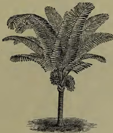 A detailed botanical illustration of an Arenga saccharifera palm. It has a single, straight, slightly curved stem with several large, deeply lobed, pinnate leaves. The leaves are shown with fine, parallel venation. The base of the stem is shown with some roots.