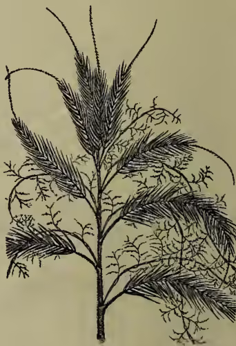 A botanical illustration of Calamus adspersus. The plant is shown as a slender, upright stem with several long, narrow, lanceolate leaves that are arranged in a whorl-like pattern at the top. The leaves have a distinctively serrated or toothed margin. The drawing is in a classic woodcut or engraving style with fine lines and cross-hatching for texture.