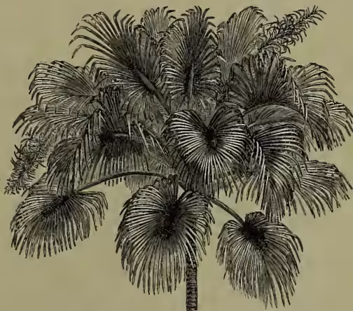A detailed black and white botanical illustration of a Sabal (Trithrinax) mauritiaeformis palm. The drawing shows a single, slender, slightly curved trunk with several large, fan-shaped leaves. The leaves are palmate, with many fine, parallel leaflets radiating from a central point. The illustration is rendered with fine lines and cross-hatching to show texture and depth.