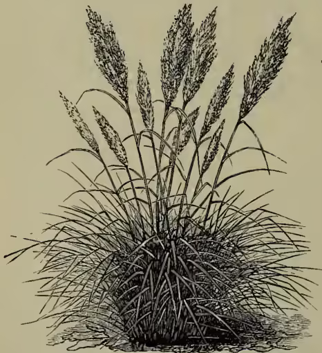 A detailed botanical illustration of Pampas Grass (Gynerium argenteum). The drawing shows a dense cluster of long, slender, grass-like leaves at the base. Several tall, upright stems rise from the center, each topped with a large, feathery, panicle-like flower head. The panicles are composed of many small, pointed spikelets. The overall appearance is that of a robust, ornamental grass.