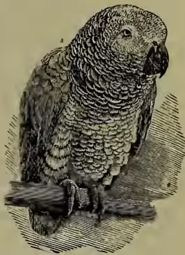 A detailed black and white illustration of a Gray Parrot (Psittacus erythacus) standing on a branch. The bird is shown in profile, facing right, with its head slightly turned towards the viewer. It has a dark, hooked beak and a mottled gray and white plumage. The illustration is rendered in a fine-line, engraved style.