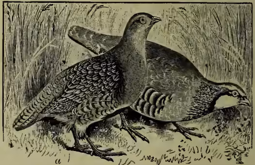 A detailed black and white illustration of a Common Partridge (Perdix cinerea) standing in a field of grass and low vegetation. The bird is shown in profile, facing right, with its head slightly turned towards the viewer. It has a short, straight bill, a prominent crest, and mottled plumage on its back and wings. The ground is depicted with fine lines representing grass and small plants.