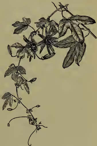 A detailed black and white illustration of a Passionflower (Passiflora cærulea) plant. It shows a climbing vine with large, deeply lobed leaves and several flowers with five petals and a prominent central corona of stamens.